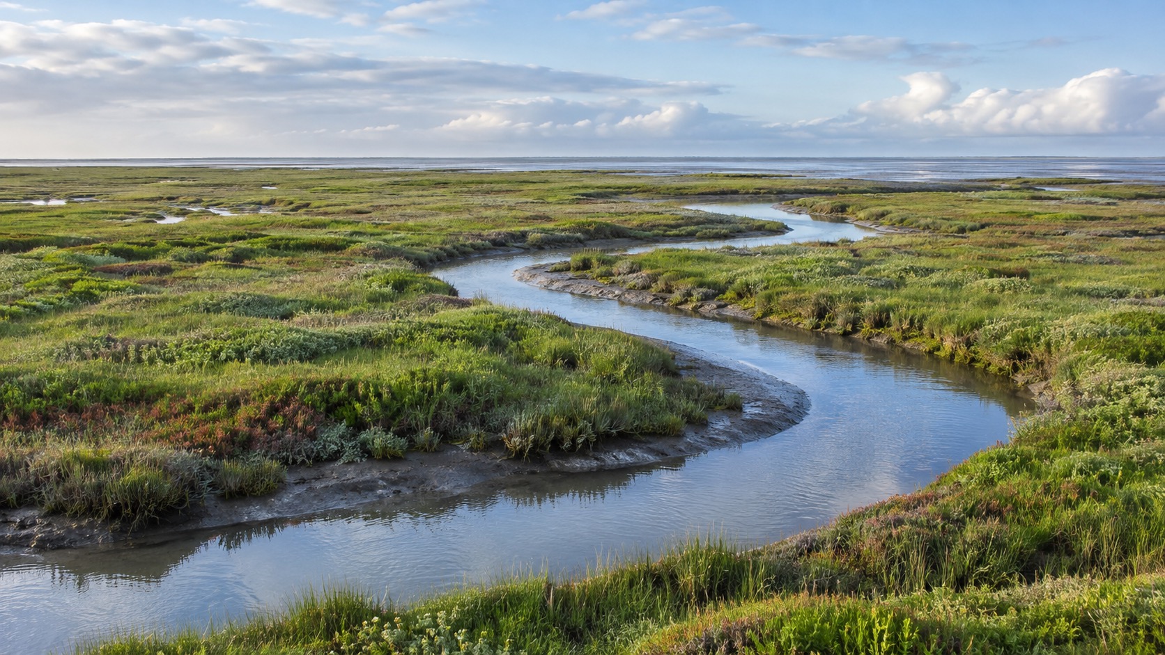 Green salt marsh (kwelder) landscape with tidal channels on Terschelling's Wadden Sea side