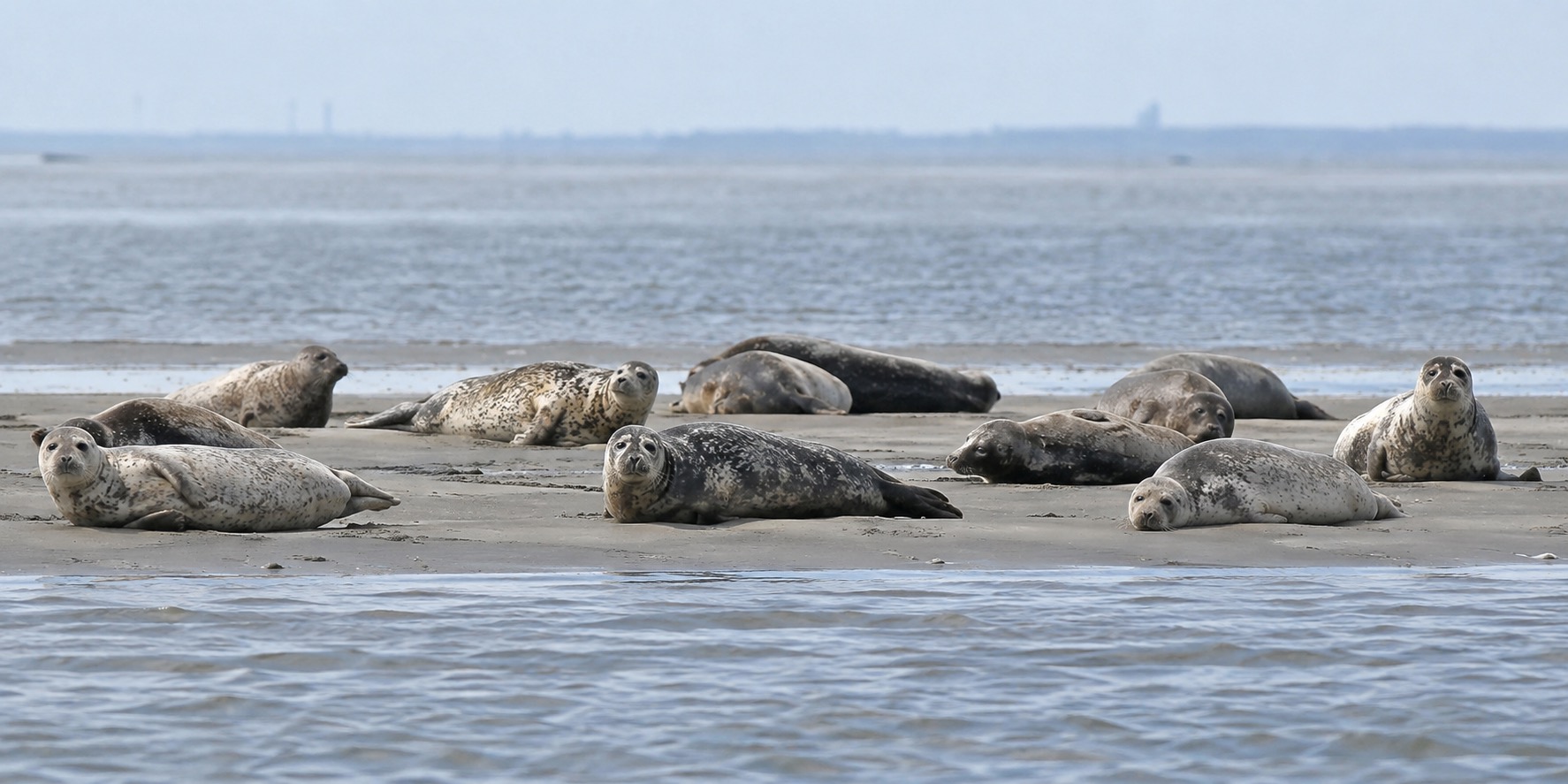 Harbour seals resting on an exposed Wadden Sea sandbank